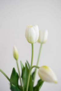 Hovedbilde Artificial Single Tulips White Bloom